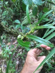 Bulbophyllum