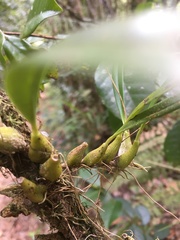 Bulbophyllum