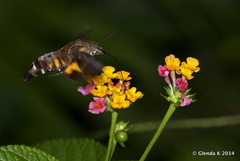 Macroglossum divergens