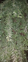 Ziziphus jujuba