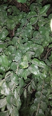 Ziziphus jujuba