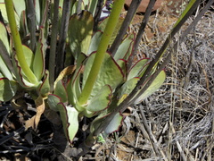 Cotyledon cuneata