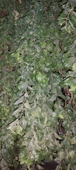 Ziziphus jujuba