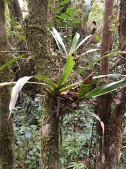 Aeranthes