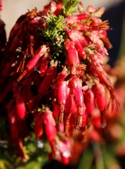 Erica monadelphia