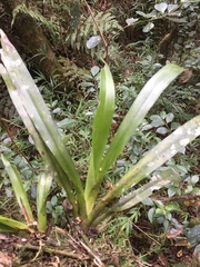 Aeranthes