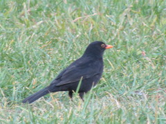 Turdus merula
