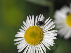 Spermophagus sericeus