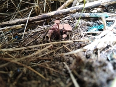 Sclerotinia
