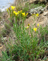 Linum mucronatum armenum