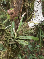 Vandoideae