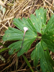 Sclerotinia