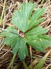 Sclerotinia