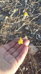 Achillea leptophylla