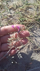 Astragalus varius eupatoricus
