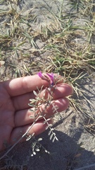 Astragalus varius eupatoricus
