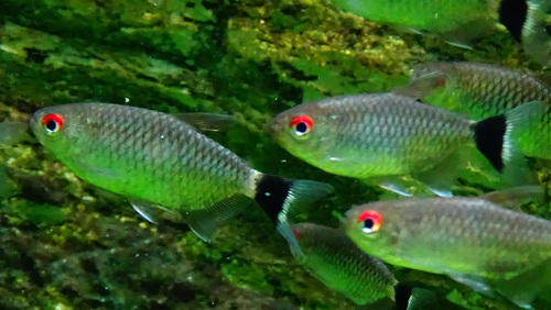 yellow-banded moenkhausia