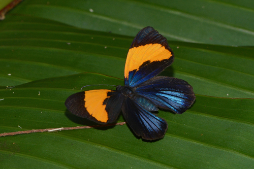 Lucillella camissa