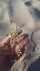 Astragalus varius eupatoricus