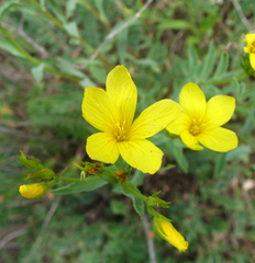 Linum mucronatum armenum
