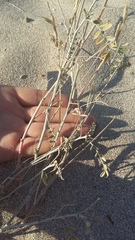 Astragalus varius eupatoricus