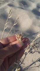 Astragalus varius eupatoricus