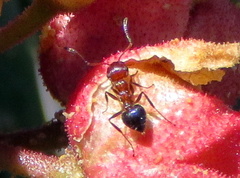 Crematogaster melanogaster