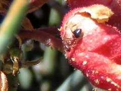 Crematogaster melanogaster