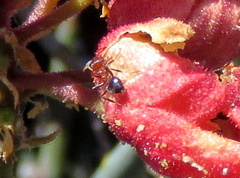 Crematogaster melanogaster