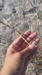 Thinopyrum bessarabicum