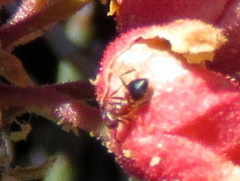 Crematogaster melanogaster
