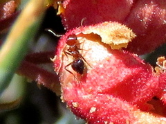 Crematogaster melanogaster
