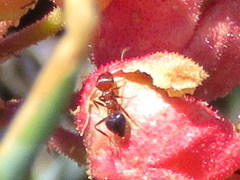 Crematogaster melanogaster
