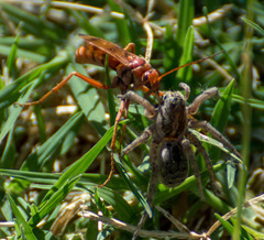 Tachypompilus mendozae