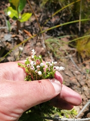 Erica pubescens