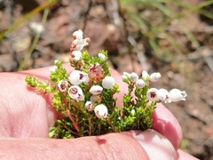 Erica pubescens