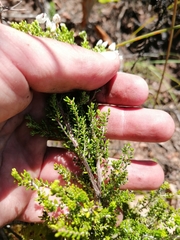 Erica pubescens