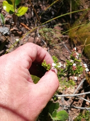 Erica pubescens