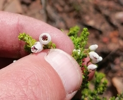 Erica pubescens