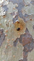 Hyperaspis quadrioculata