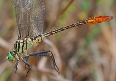 Dromogomphus armatus