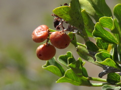 Searsia burchellii