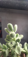 Cotyledon tomentosa tomentosa