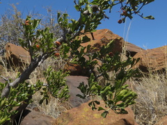 Searsia burchellii