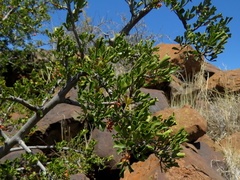 Searsia burchellii