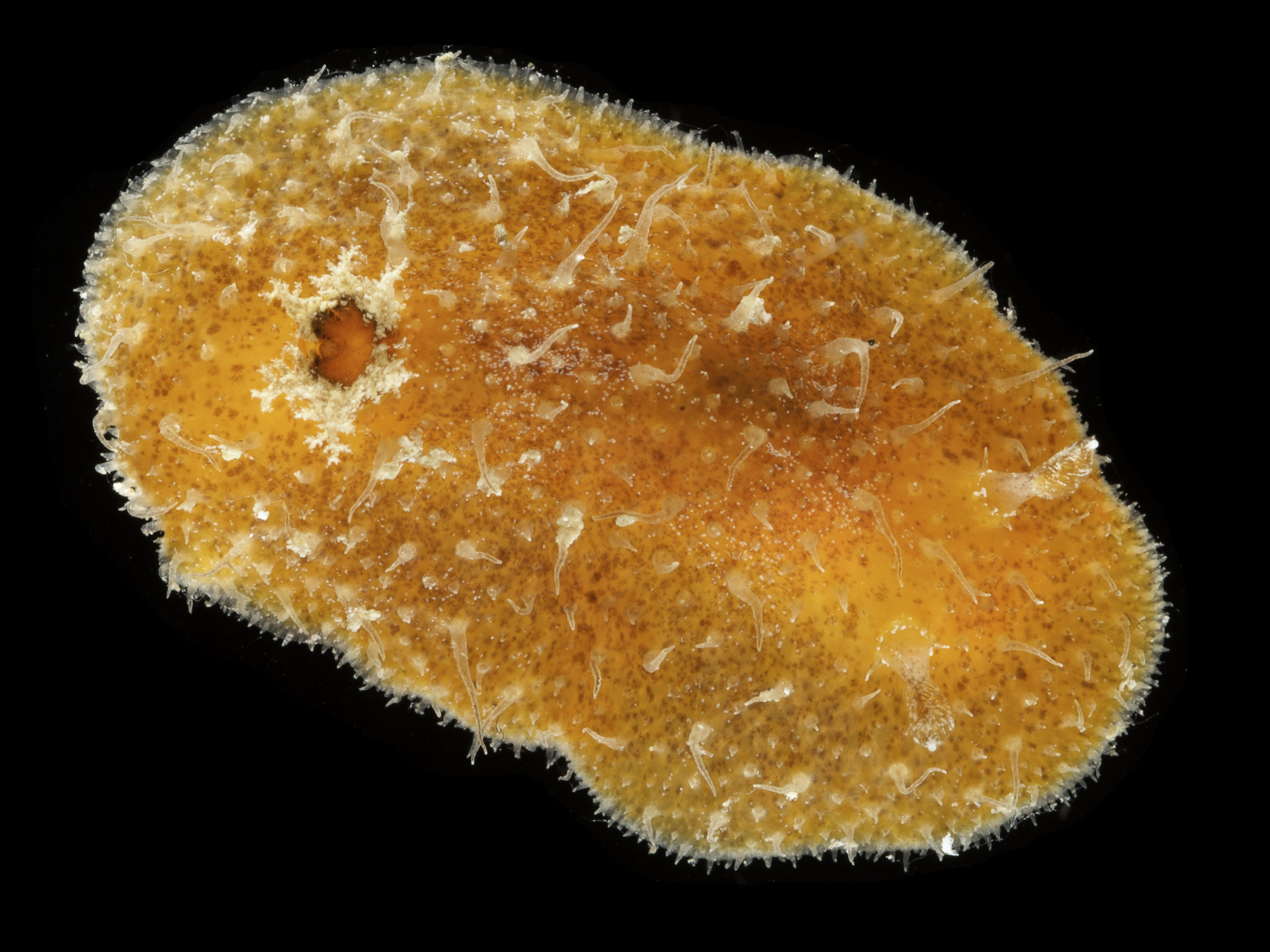 Thordisa diuda · iNaturalist Guatemala