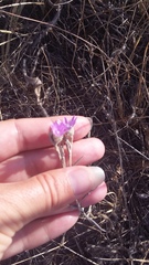 Xeranthemum cylindraceum
