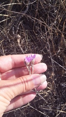 Xeranthemum cylindraceum