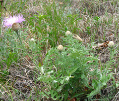 Psephellus daghestanicus