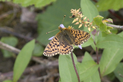 Boloria alaskensis